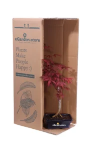Bonsai Acero Palmato Rosso v.15 egarden.store online