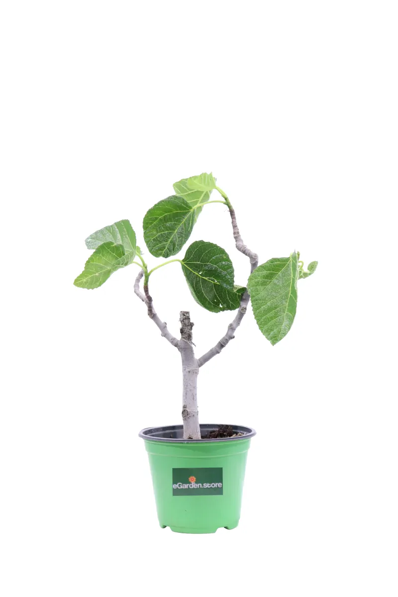 Bonsai Ficus Carica v14 egarden.store online