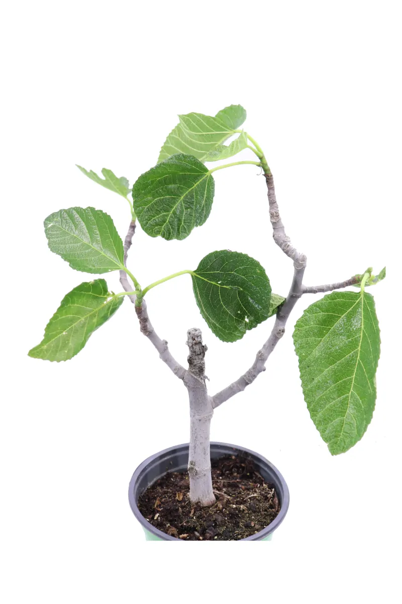 Bonsai Ficus Carica v14 egarden.store online