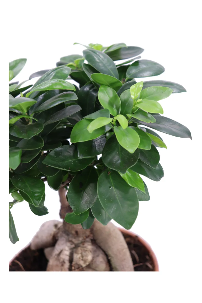 Bonsai Ficus Ginseng 250 gr Plastica v17 egarden.store online