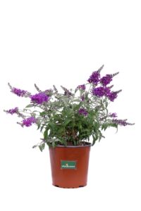 Buddleja v16 egarden.store 1 Buddleja v16 egarden.store online