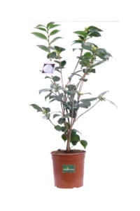 Camelia Japonica - Nuccio's Gem v19 egarden.store online