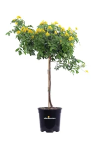 Cassia Corymbosa Alberello v.24 egarden.store online