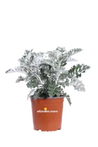 Cineraria Marittima v17 egarden.store online