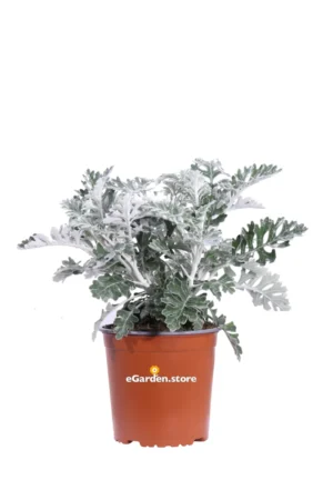 Cineraria Marittima v17 egarden.store online