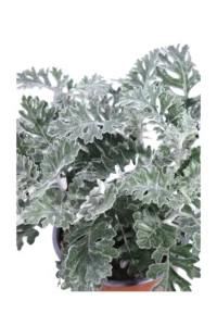 Cineraria Marittima v17 egarden.store online