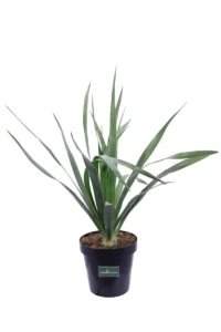 Dracena Draco v23 egarden.store online