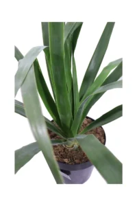 Dracena Draco v23 egarden.store online