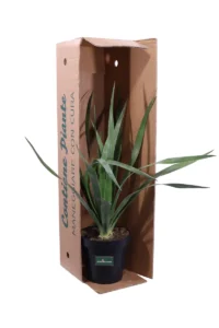 Dracena Draco v23 egarden.store online