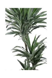 Dracena Warneckii v20 egarden.store 2 Dracena Warneckii v20 egarden.store online