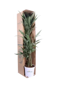 Dracena Warneckii v20 egarden.store 3 Dracena Warneckii v20 egarden.store online