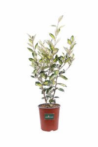 Eleagnus Ebbingei Limelight v.19 egarden.store 1 Eleagnus Ebbingei Limelight v.19 egarden.store online