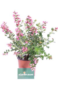 Escallonia Hybrida Rossa online