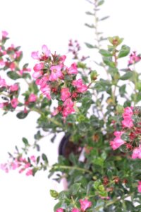 Escallonia Hybrida Rossa