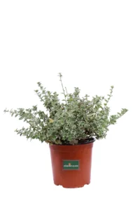 Euonymous Fortunei Emerald Gaiety v17 egarden.store online