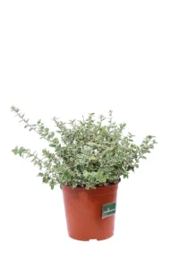 Euonymous Fortunei Emerald Gaiety v17 egarden.store online