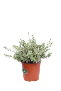 Euonymous Fortunei Emerald Gaiety v17 egarden.store online