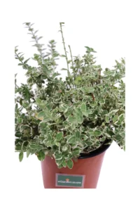 Euonymous Fortunei Emerald Gaiety v17 egarden.store online