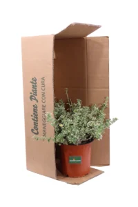 Euonymous Fortunei Emerald Gaiety v17 egarden.store online