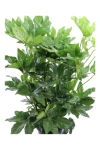 Fatsia Japonica v23 egarden.store online