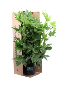 Fatsia Japonica - In Offerta