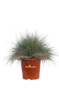 Festuca Glauca v17 egarden.store online