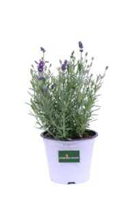 Lavanda Hidcote v14 egarden.store online