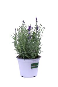 Lavanda Hidcote v14 egarden.store online