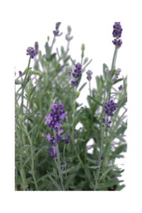 Lavanda Hidcote v14 egarden.store online