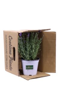 Lavanda Hidcote v14 egarden.store online