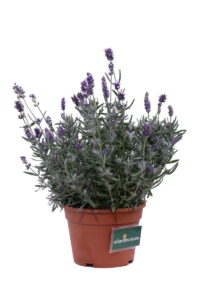 Lavanda Hidcote v17 egarden.store online