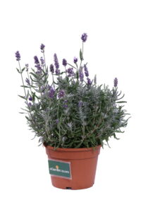 Lavanda Hidcote v17 egarden.store online