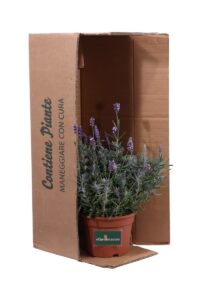Lavanda Hidcote v17 egarden.store online