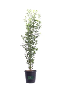 Leccio - Quercus Ilex v24 egarden.store 1 Leccio - Quercus Ilex v24 egarden.store online