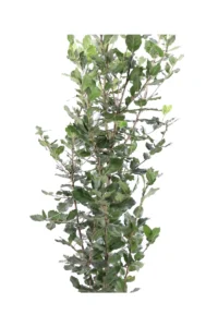 Leccio - Quercus Ilex v24 egarden.store 2 Leccio - Quercus Ilex v24 egarden.store online