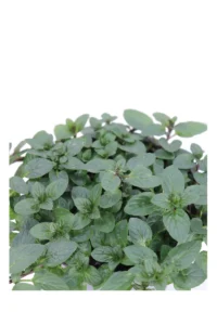 Menta Glaciale v14 egarden.store online