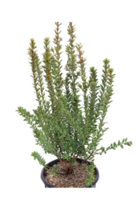 Mirto Tarantino v18 egarden.store online