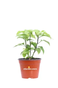 Peperoncino Carolina Reaper