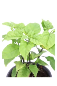 Peperoncino Carolina Reaper v14 egarden.store online