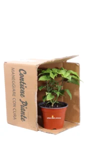 Peperoncino Carolina Reaper