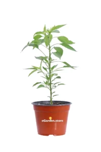 Peperoncino Diavolicchio Calabrese v14 egarden.store 1 Peperoncino Diavolicchio Calabrese