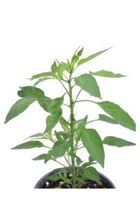 Peperoncino Diavolicchio Calabrese v14 egarden.store 2 Peperoncino Diavolicchio Calabrese v14 egarden.store online