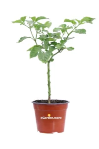 Peperoncino Habanero Red