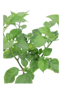 Peperoncino Habanero Red v14 egarden.store online