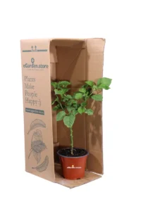 Peperoncino Habanero Red v14 egarden.store online