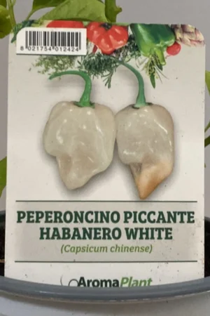 Peperoncino Habanero White v.14 egarden.store online