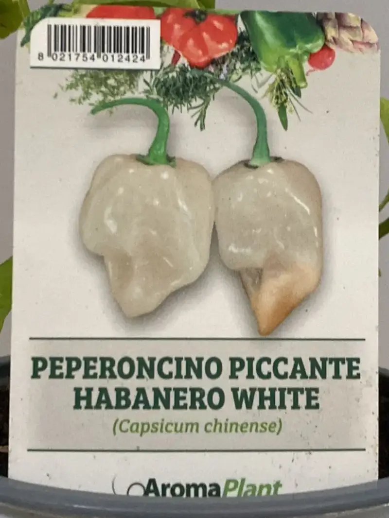 Peperoncino Habanero White v.14 egarden.store online