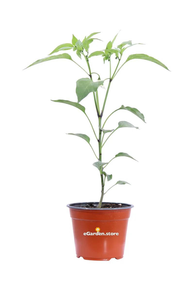 Peperoncino Jalapeno Messicano v14 egarden.store online