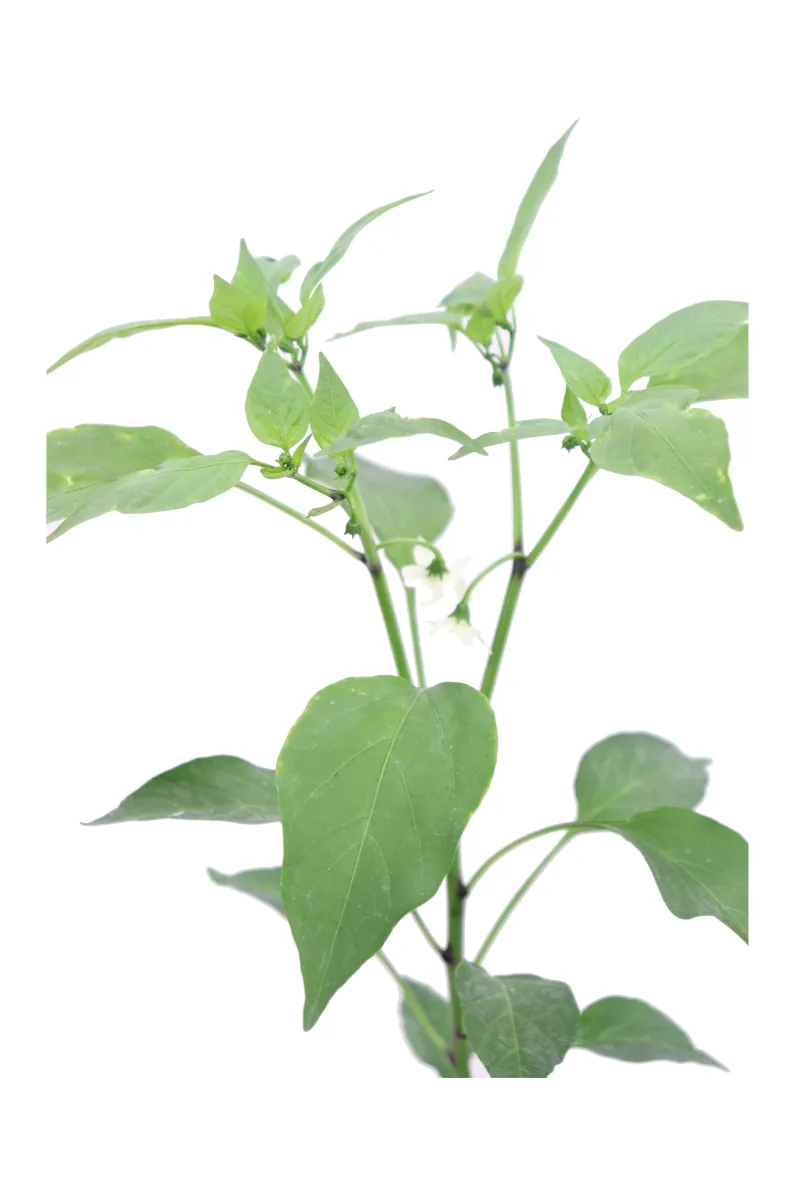 Peperoncino Jalapeno Messicano v14 egarden.store 2 Peperoncino Jalapeno Messicano v14 egarden.store online