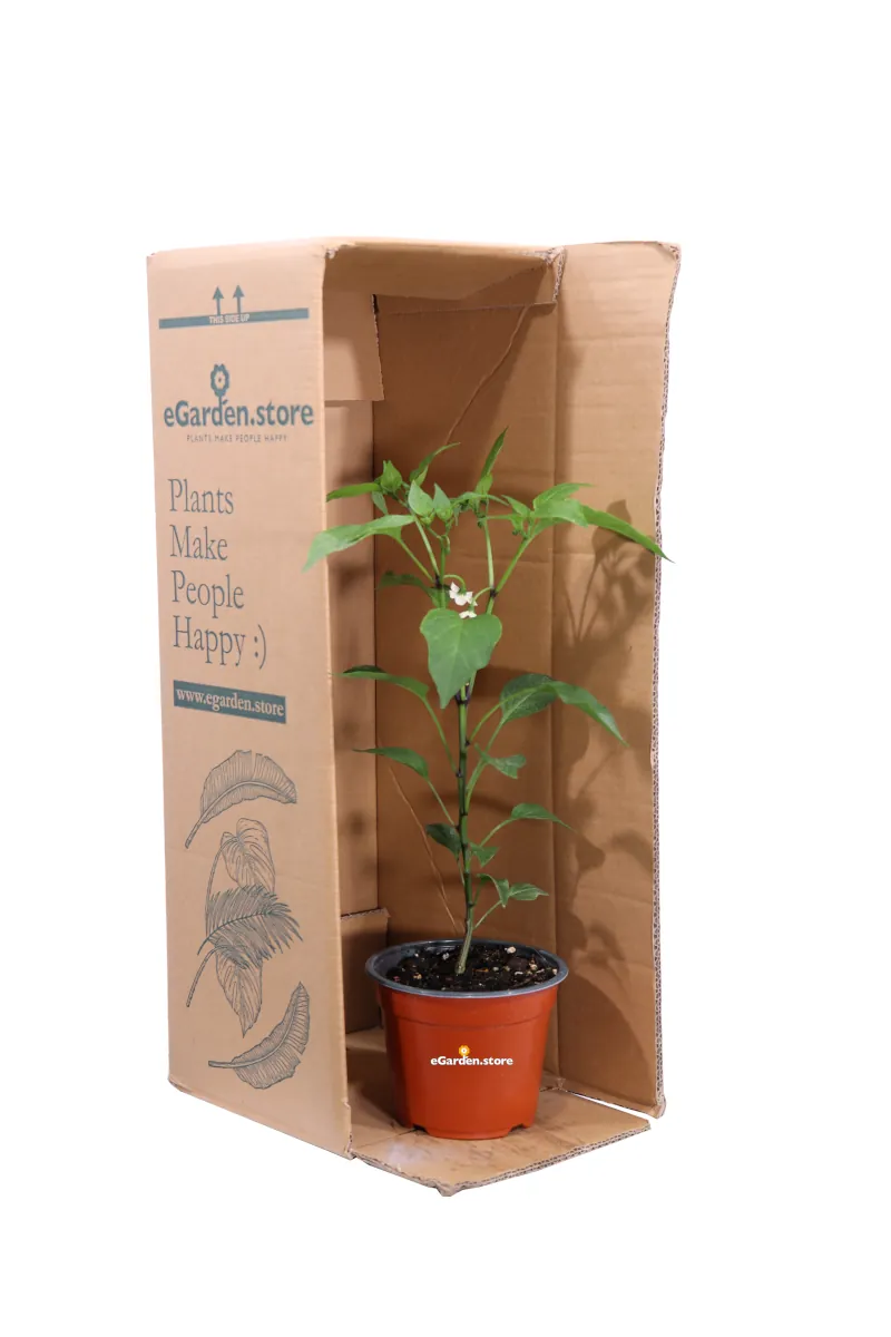 Peperoncino Jalapeno Messicano v14 egarden.store 3 Peperoncino Jalapeno Messicano v14 egarden.store online